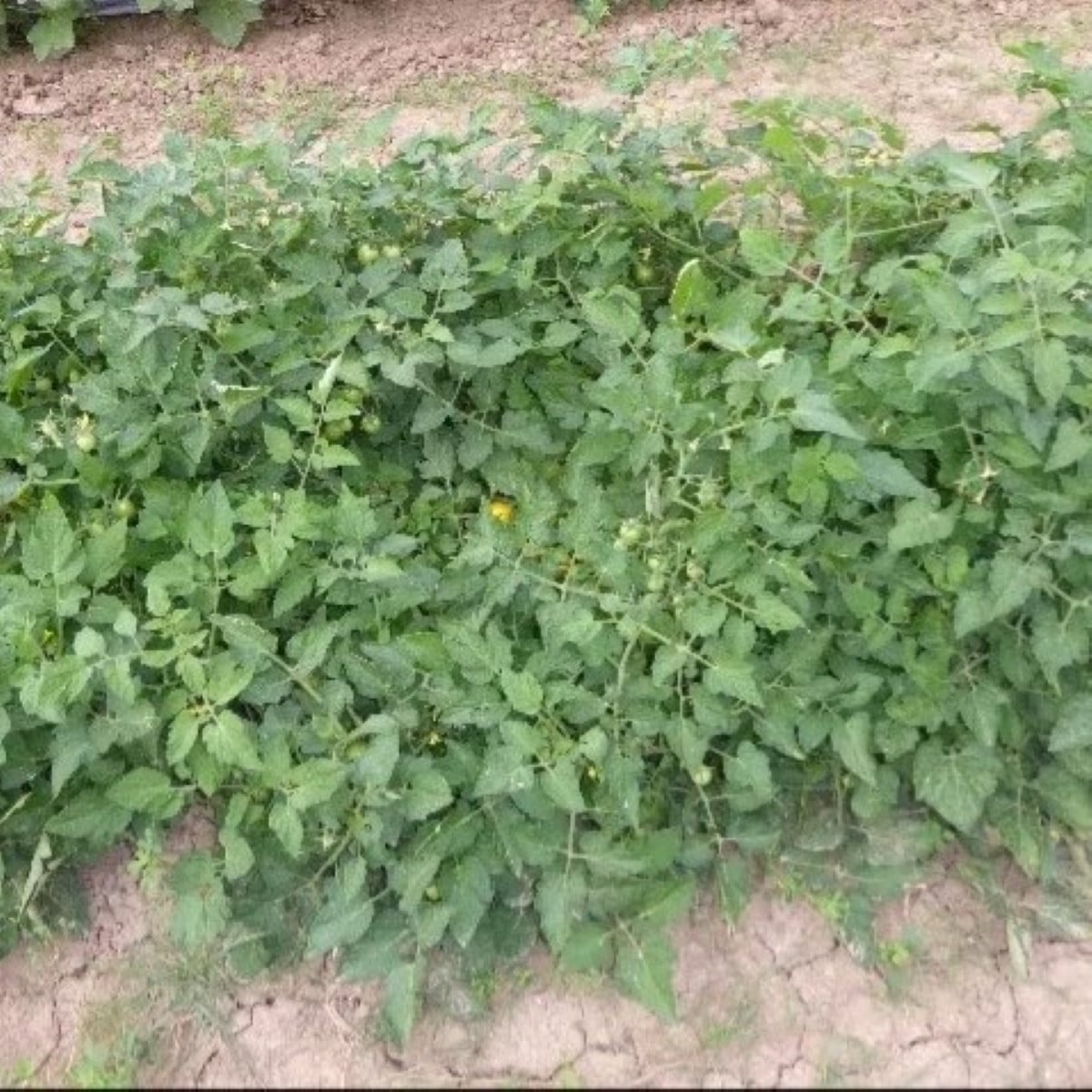 Rajče keříčkové Vivaoro - Solanum lycopersicum - semena rajčat - 7 ks