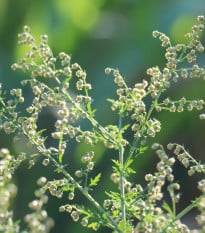 BIO Pelyněk roční - Artemisia annua - bio semena pelyňku - 0,02 g