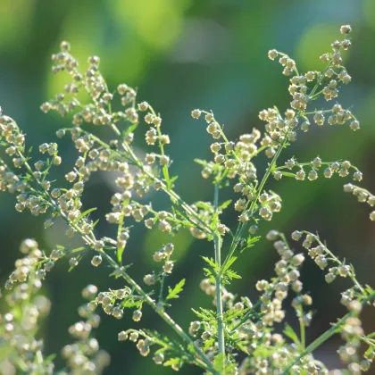 BIO Pelyněk roční - Artemisia annua - bio semena pelyňku - 0,02 g