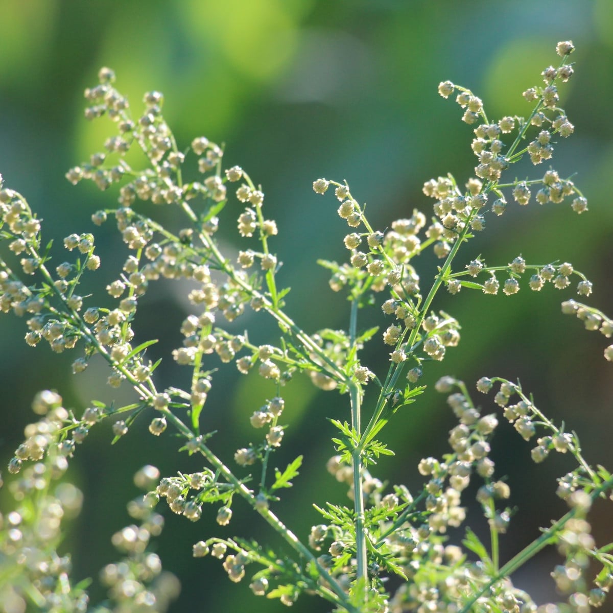 BIO Pelyněk roční - Artemisia annua - bio semena pelyňku - 0,02 g