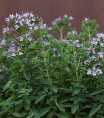 BIO Majoránka - Origanum majorana - semena majoránky - 200 ks