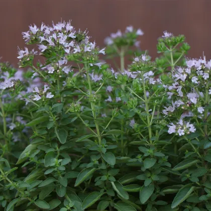 BIO Majoránka - Origanum majorana - semena majoránky - 200 ks