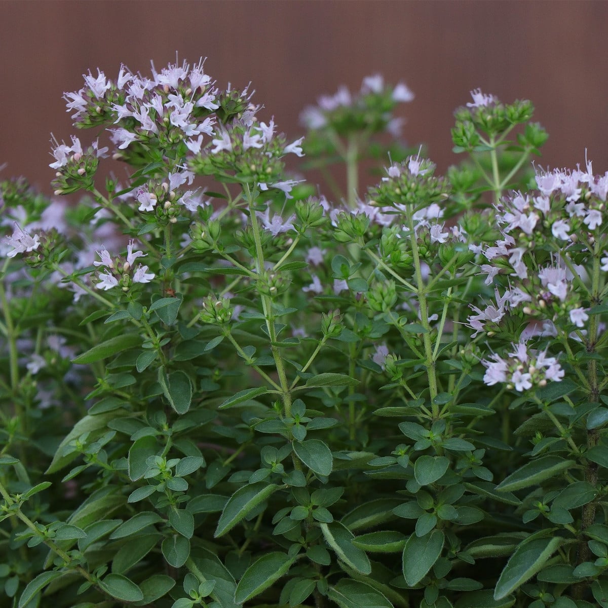 BIO Majoránka - Origanum majorana - semena majoránky - 200 ks