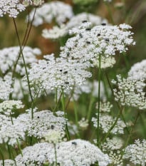 Pakmín větší - Queen of Africa - Ammi majus - semena pakmínu - 150 ks