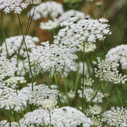 Pakmín větší - Queen of Africa - Ammi majus - semena pakmínu - 150 ks