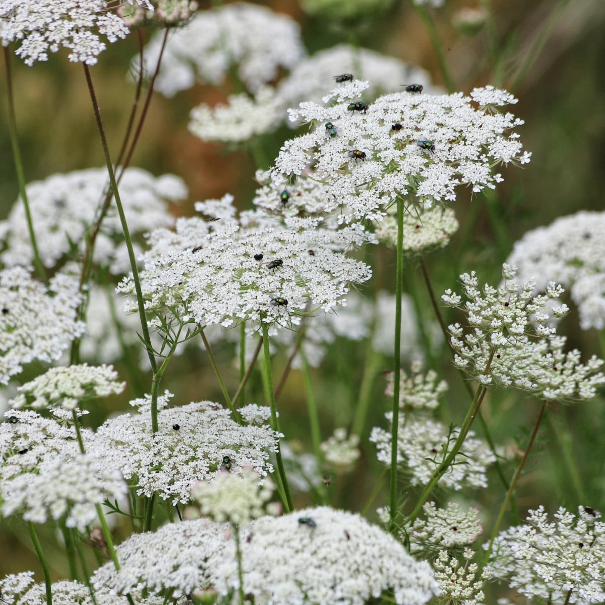 Pakmín větší - Queen of Africa - Ammi majus - semena pakmínu - 150 ks