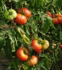 Rajče tyčkové Capseya - paprikového tvaru - Solanum lycopersicum - semena rajčete - 10 ks