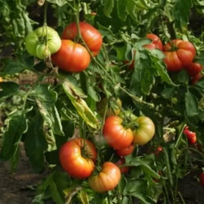 Rajče tyčkové Capseya - paprikového tvaru - Solanum lycopersicum - semena rajčete - 10 ks