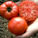 Rajče tyčkové Capseya - paprikového tvaru - Solanum lycopersicum - semena rajčete - 10 ks