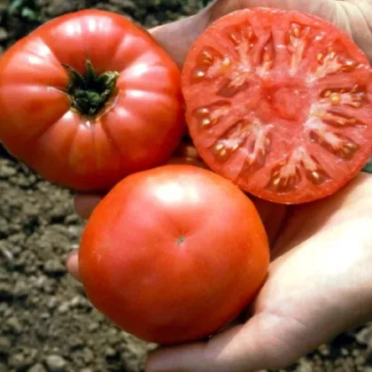 Rajče tyčkové Capseya - paprikového tvaru - Solanum lycopersicum - semena rajčete - 10 ks