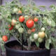 Rajče keříčkové Fuzzy Wuzzy - Solanum lycopersicum - semena rajčat - 8 ks