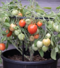 Rajče keříčkové Fuzzy Wuzzy - Solanum lycopersicum - semena rajčat - 8 ks