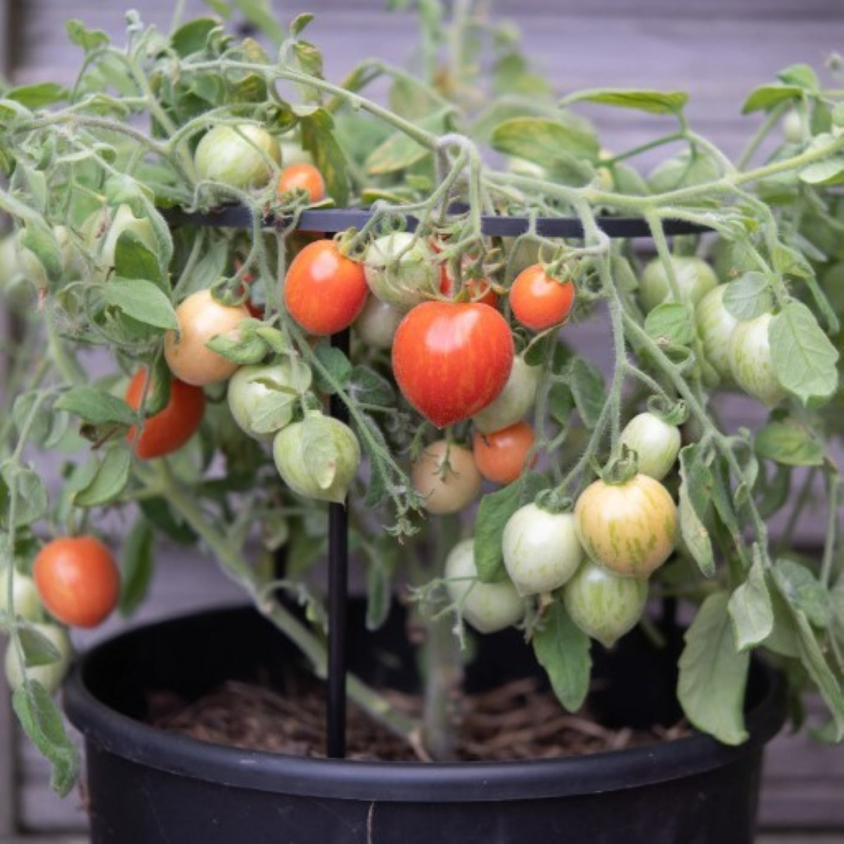 Rajče keříčkové Fuzzy Wuzzy - Solanum lycopersicum - semena rajčat - 8 ks