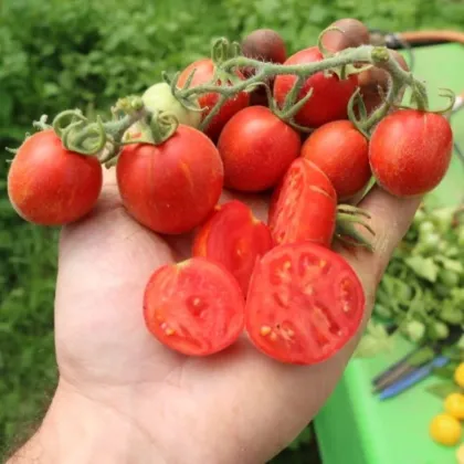 Rajče keříčkové Fuzzy Wuzzy - Solanum lycopersicum - semena rajčat - 8 ks