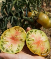 Rajče tyčkové Ananori - ananasové - Solanum lycopersicum - semena rajčete - 8 ks