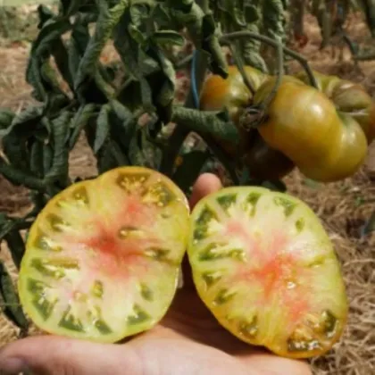 Rajče tyčkové Ananori - ananasové - Solanum lycopersicum - semena rajčete - 8 ks