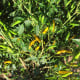 Chilli Sipka Zitronen - Capsicum annuum - semena chilli - 8 ks