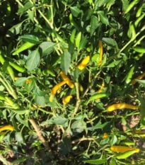 Chilli Sipka Zitronen - Capsicum annuum - semena chilli - 8 ks