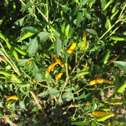Chilli Sipka Zitronen - Capsicum annuum - semena chilli - 8 ks