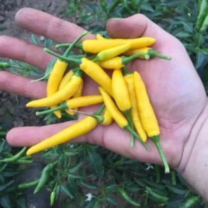 Chilli Sipka Zitronen - Capsicum annuum - semena chilli - 8 ks