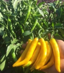 Chilli Cayellow - Capsicum annuum - semena chilli - 8 ks