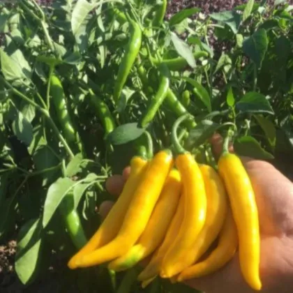 Chilli Cayellow - Capsicum annuum - semena chilli - 8 ks