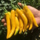 Chilli Cayellow - Capsicum annuum - semena chilli - 8 ks