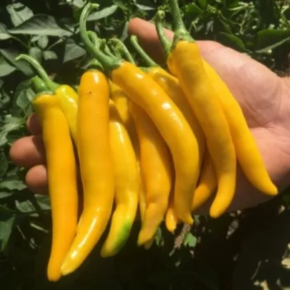 Chilli Cayellow - Capsicum annuum - semena chilli - 8 ks