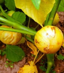 Mochyně dužnoplodá Aurora - Physalis philadelphica - semena mochyně - 8 ks