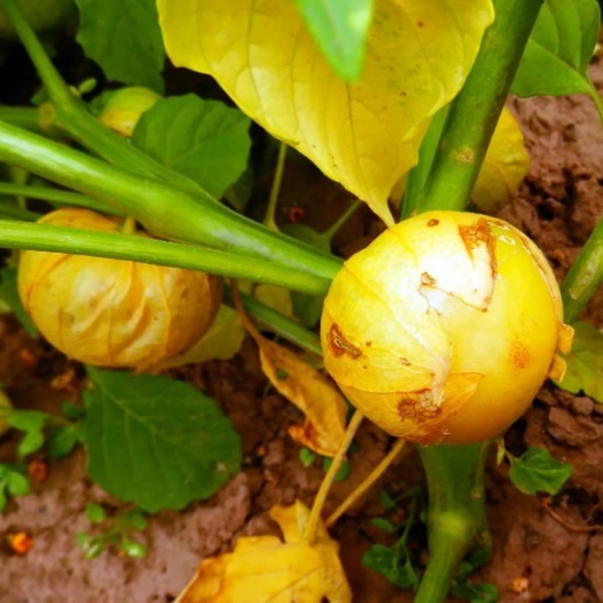 Mochyně dužnoplodá Aurora - Physalis philadelphica - semena mochyně - 8 ks