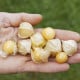 Mochyně nízká Dulceria - Physalis pruinosa - semena mochyně - 8 ks