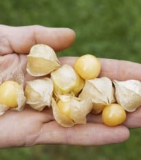 Mochyně nízká Dulceria - Physalis pruinosa - semena mochyně - 8 ks