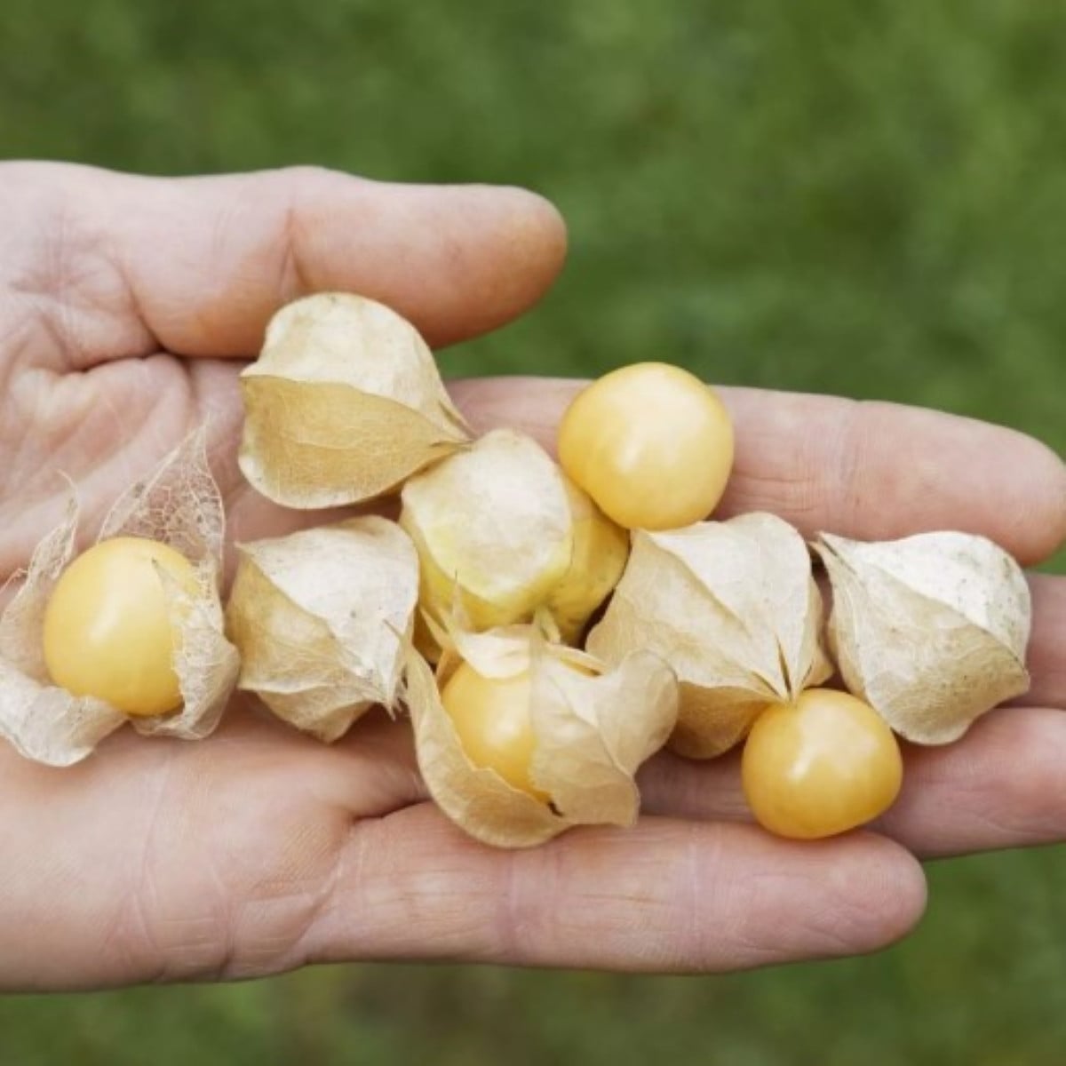 Mochyně nízká Dulceria - Physalis pruinosa - semena mochyně - 8 ks