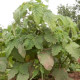 Mochyně nízká Dulceria - Physalis pruinosa - semena mochyně - 8 ks