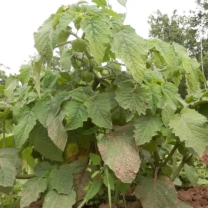 Mochyně nízká Dulceria - Physalis pruinosa - semena mochyně - 8 ks