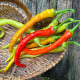 BIO Chilli Corbaci - Capsicum annuum - bio semena chilli - 8 ks