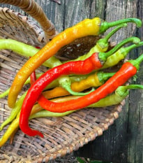 BIO Chilli Corbaci - Capsicum annuum - bio semena chilli - 8 ks