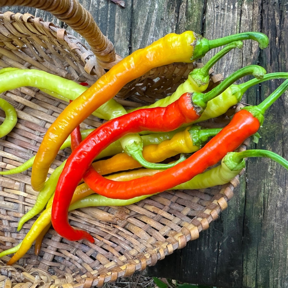 BIO Chilli Corbaci - Capsicum annuum - bio semena chilli - 8 ks