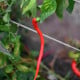 BIO Chilli Corbaci - Capsicum annuum - bio semena chilli - 8 ks