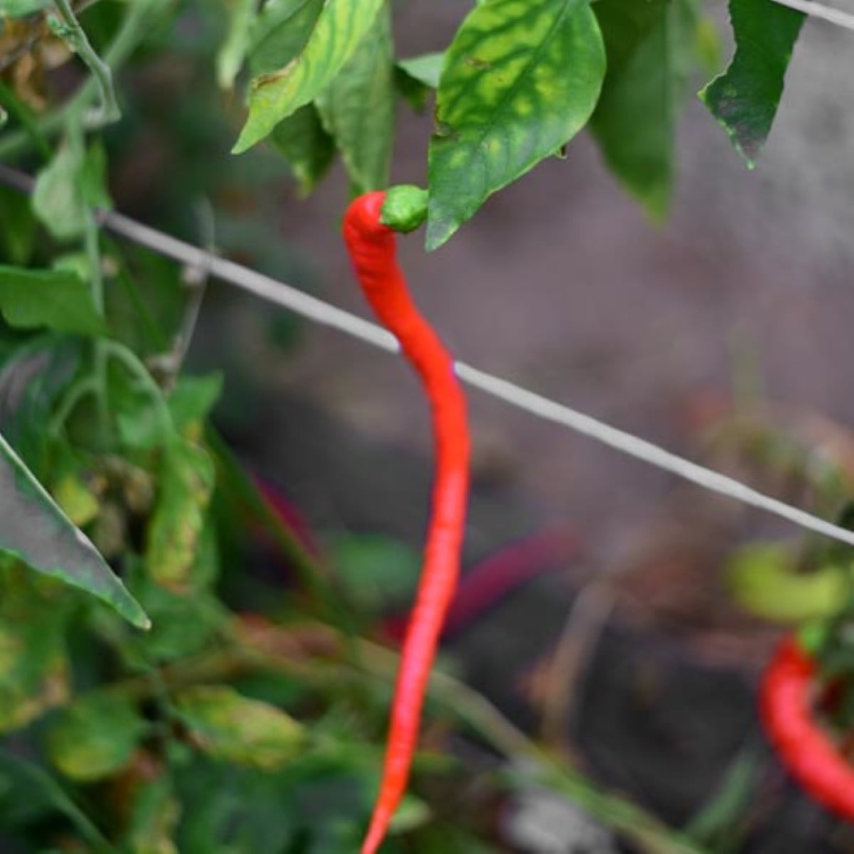 BIO Chilli Corbaci - Capsicum annuum - bio semena chilli - 8 ks