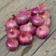 Cibule šalotka Charlotka - Allium cepa L.var.aggregatum - semena cibule - 50 ks