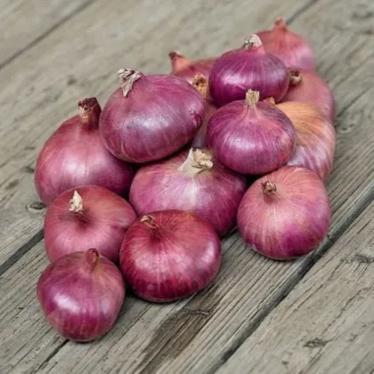Cibule šalotka Charlotka - Allium cepa L.var.aggregatum - semena cibule - 50 ks