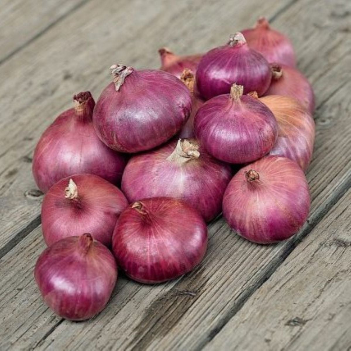 Cibule šalotka Charlotka - Allium cepa L.var.aggregatum - semena cibule - 50 ks