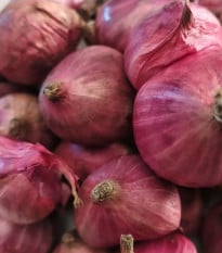 Cibule šalotka Charlotka - Allium cepa L.var.aggregatum - semena cibule - 50 ks
