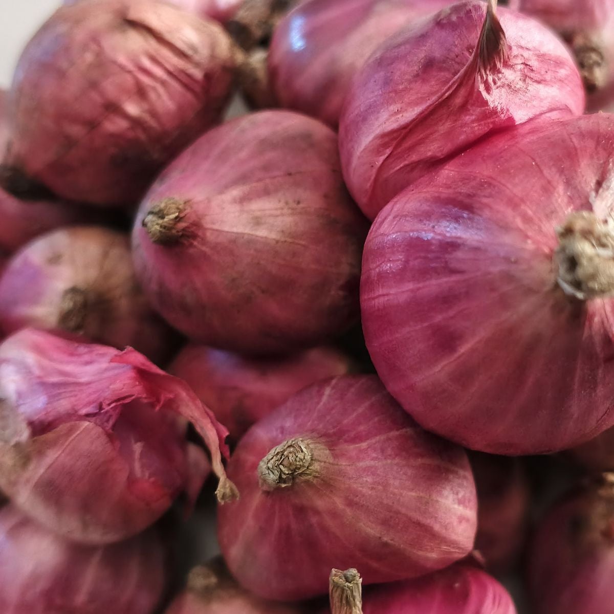Cibule šalotka Charlotka - Allium cepa L.var.aggregatum - semena cibule - 50 ks