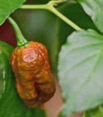 BIO Chilli Carolina Reaper Caramel - Capsicum chinense - semena chilli - 8 ks