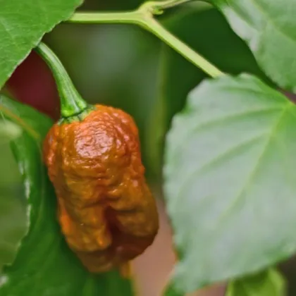 BIO Chilli Carolina Reaper Caramel - Capsicum chinense - semena chilli - 8 ks