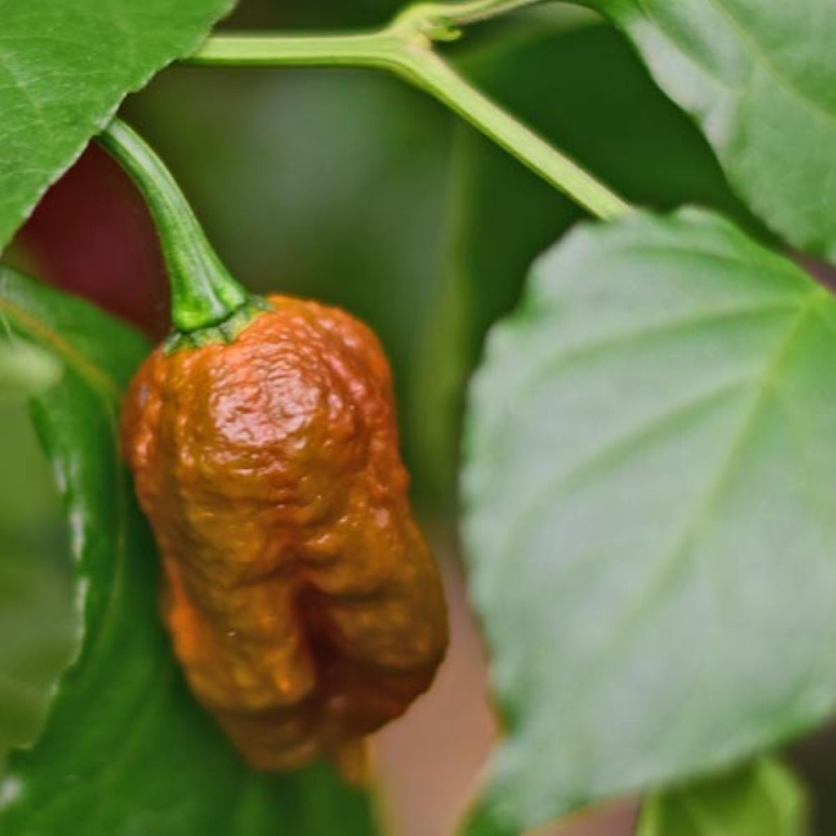 BIO Chilli Carolina Reaper Caramel - Capsicum chinense - semena chilli - 8 ks