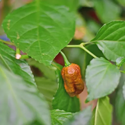 BIO Chilli Carolina Reaper Caramel - Capsicum chinense - semena chilli - 8 ks