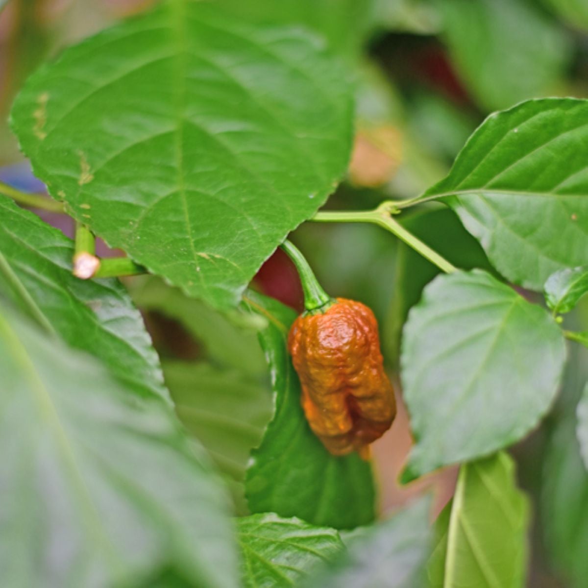 BIO Chilli Carolina Reaper Caramel - Capsicum chinense - semena chilli - 8 ks